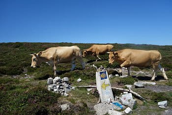 Camino de Santiago