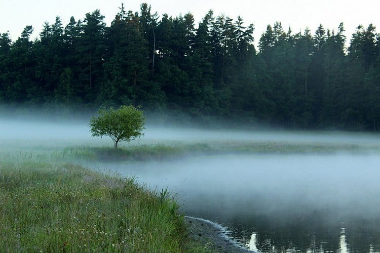 Mlha nad rybníkem