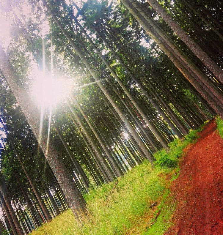 Forest road (lesní cesta)