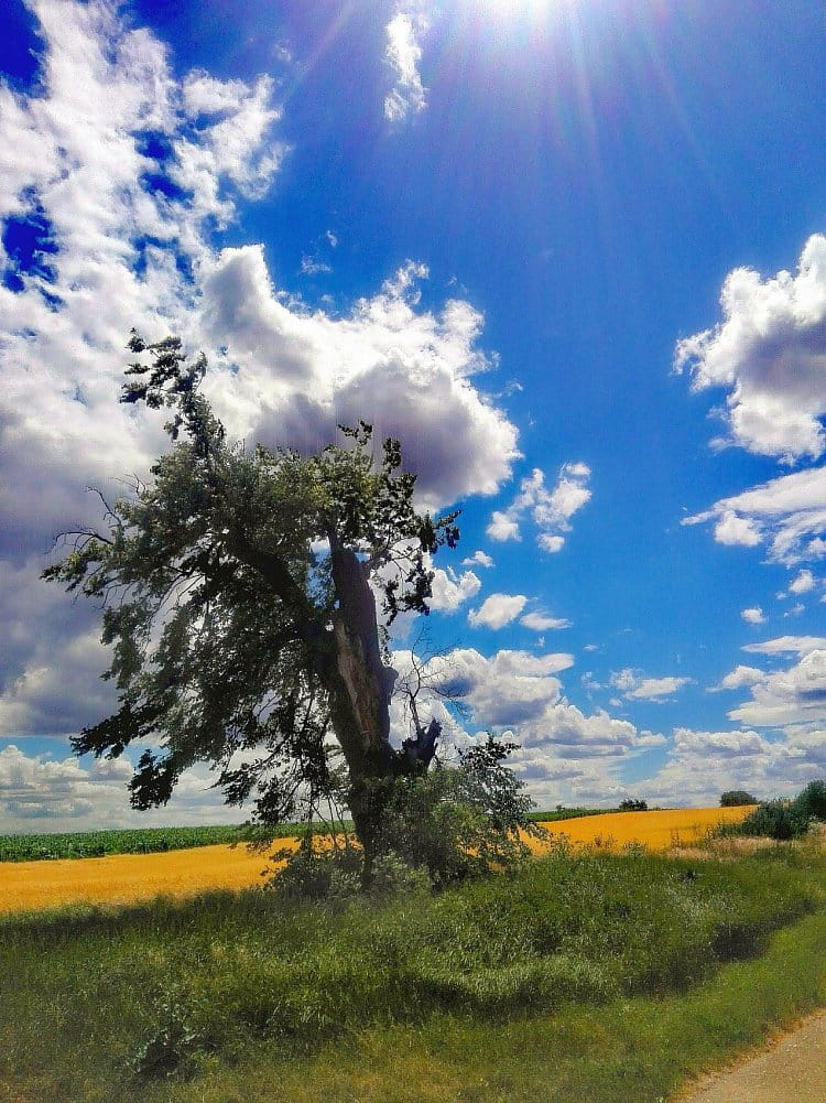 Interesting tree - (zajímavý strom)