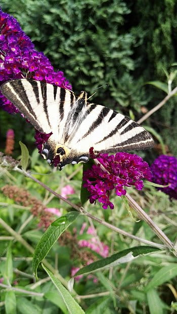 Motýl u nás na zahradě