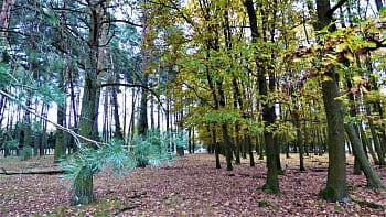 Dvě strany lesa
