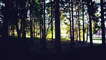 Sluníčko v lese