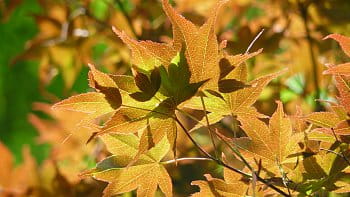 Acer palmatum