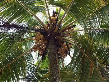 V koruně palmy