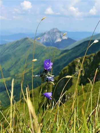 Modrý kvítek