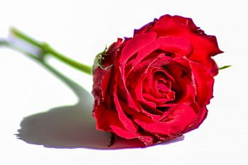 Red rose