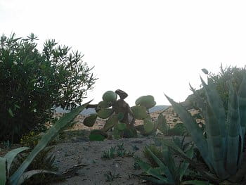 kaktusářův sen