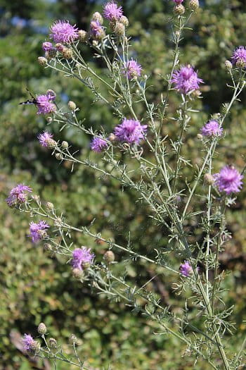 Flora přírodní rezervace Svatý kopeček-Mikulov