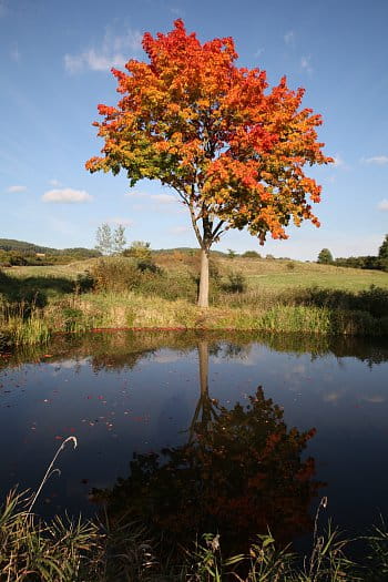 strom u rybníka