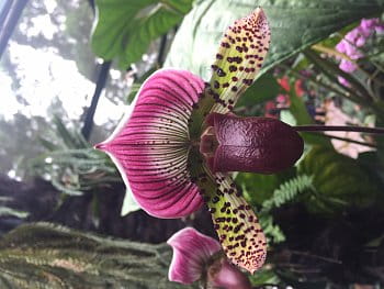 Zahrada orchidejí v Singapuru