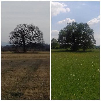 Strom života