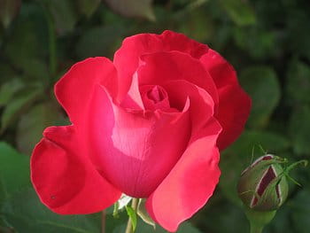 Růže - královny květin