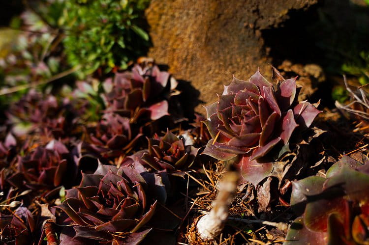 Echeveria