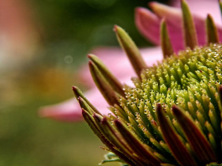 Echinacea