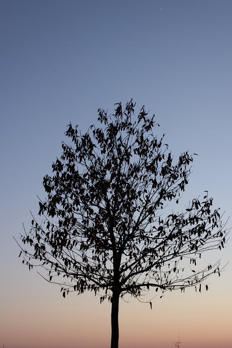 tree in sunset