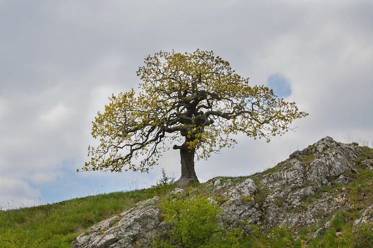 Strom na Pálavě