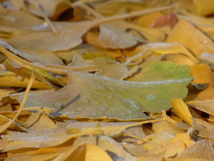 Ginkgo biloba