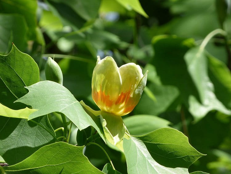 Liriodendron tulipifera