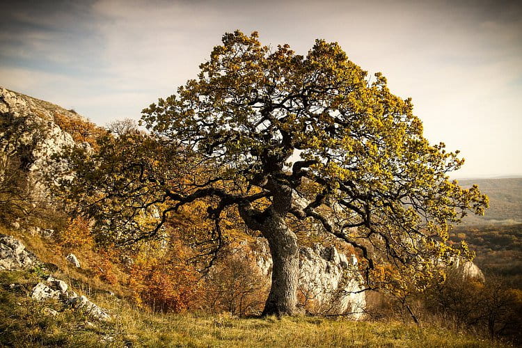 podzimní bonsai