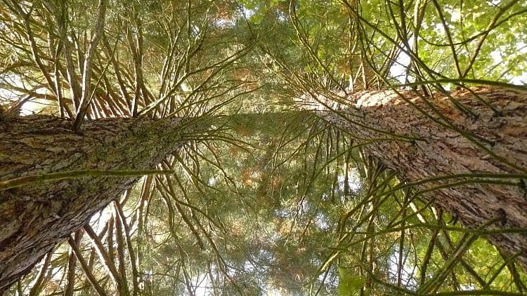 Sequoiadendron giganteum