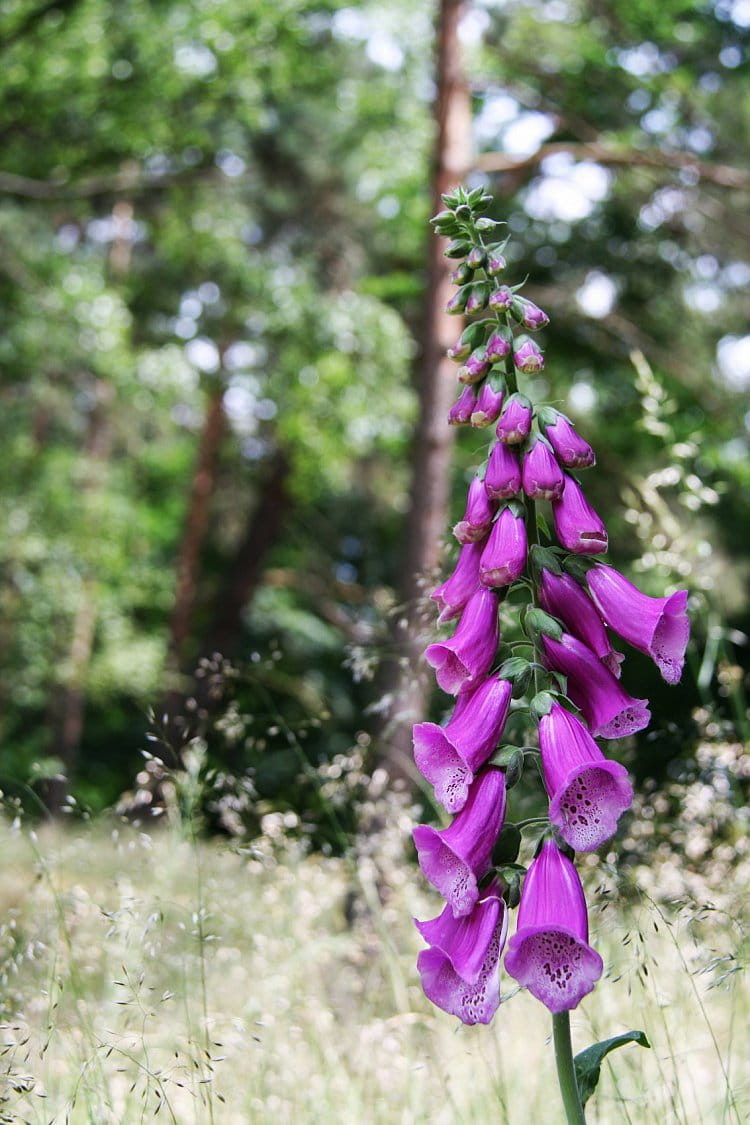 Jedovatý digitalis purpurea