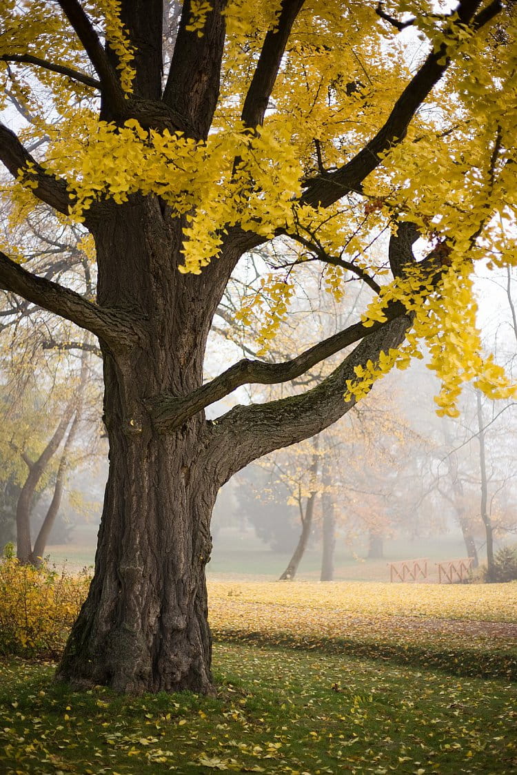 Jinan dvoulaločný (Ginkgo biloba) v zámeckém parku