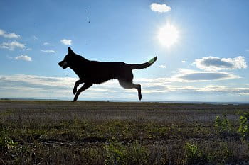 Létající pes