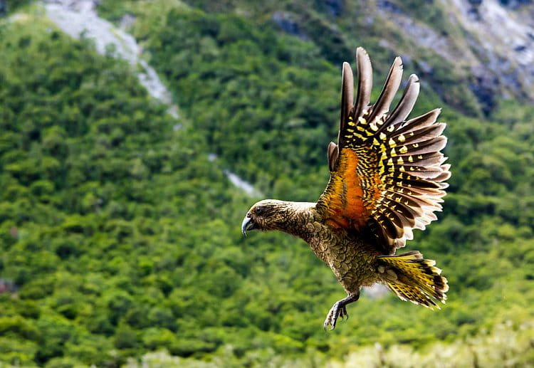 Kea