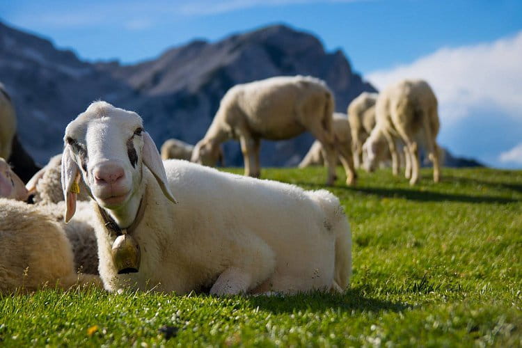 Ovce v Julských Alpách