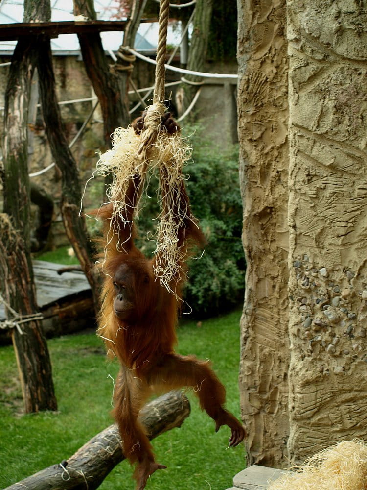 Malý orangutan Gempa