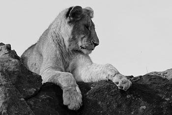 Budoucí lví král