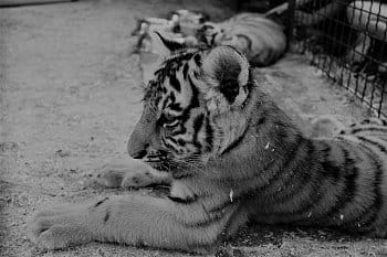 Malý tygr :)