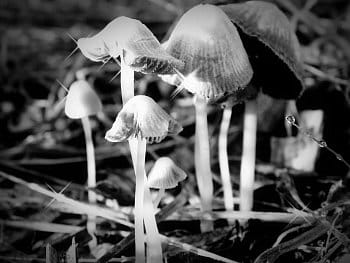 Krása černobílých houbiček
