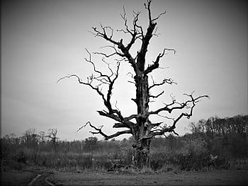 Strašidelný strom
