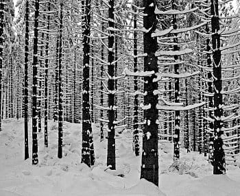 Zimní lesní