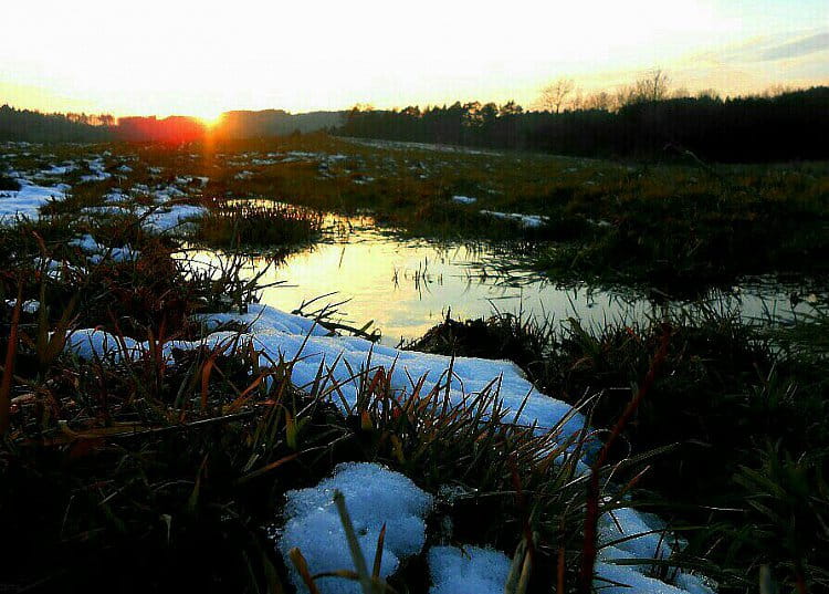 Bažina