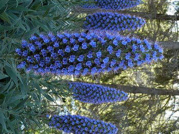 Modrý květ hadince na Madeiře detail