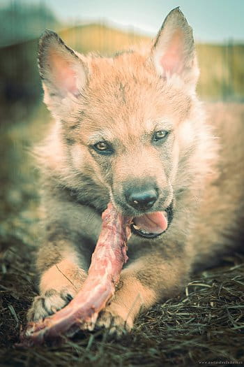 Když má "vlk" hlad