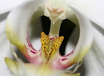 vnitřní svět - květ orchidejě