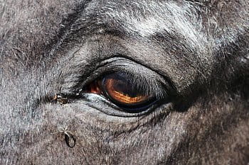 Oči koní