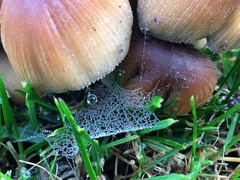 Život u houby