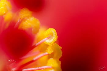 Detaily květu Ibišku