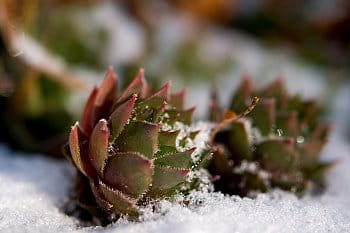 kaktus na sněhu