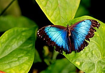 Motýlek -Morpho peleides