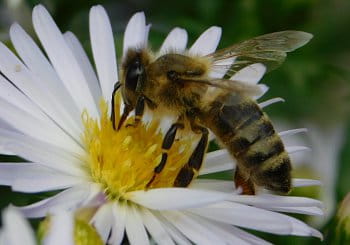 Včely jsou důležitější než si myslíme.