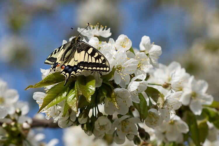 Otakárek fenyklový (Papilio machaon)