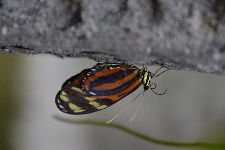 Detail motýla