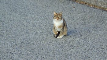 Kočka na ulici