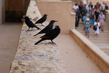 Ptáci z Masady